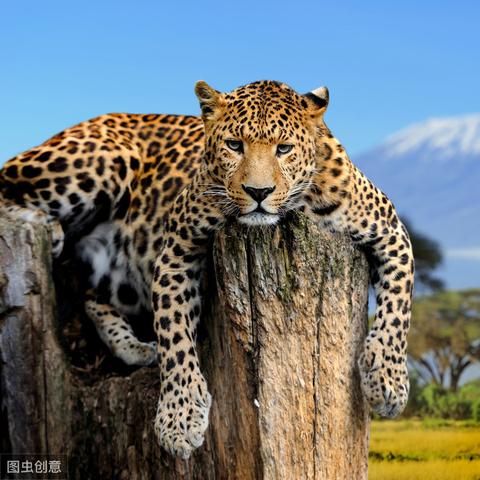 极限竞速地平线4漂移技巧 车辆升级与调教攻略 极限竞速地平线4漂移技巧 车辆升级与调教攻略