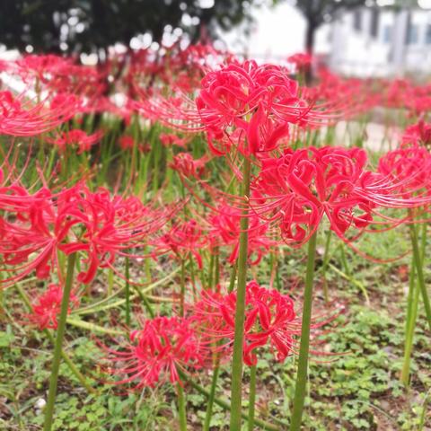 《穿越火线》888元VVIP曼珠沙华角色首发！代金券+抽奖宝石