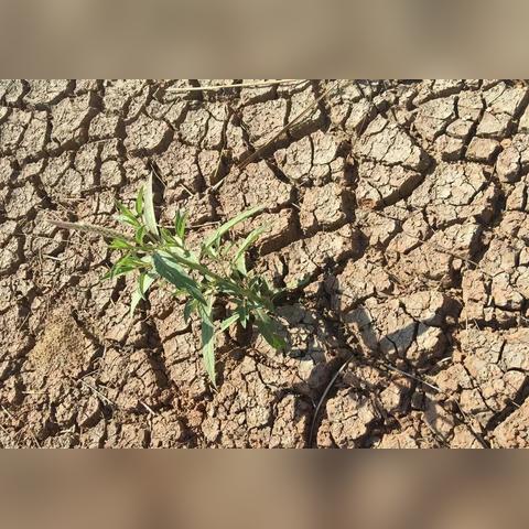 《逆境求生》试玩揭秘:画面游戏性大揭秘,合成系统究竟如何? 《逆境求生》试玩揭秘:画面游戏性大揭秘,合成系统究竟如何?