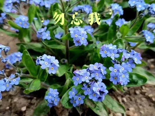 《勿忘我》最高难度速攻攻略：揭秘隐藏技巧，挑战极限！