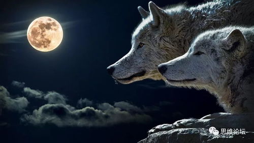 《饿狼传说》群狼之城普莉查：揭秘CG背后的故事，揭秘！