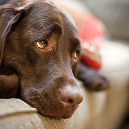 《女鬼桥终极挑战!揭秘BOSS战通关秘籍》 《女鬼桥终极挑战!揭秘BOSS战通关秘籍》