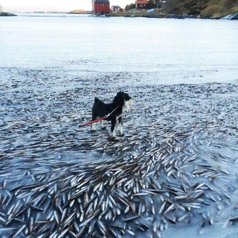 《揭秘《冰封王座》:小精灵藏身术,近战避难指南大公开》 《揭秘《冰封王座》:小精灵藏身术,近战避难指南大公开》