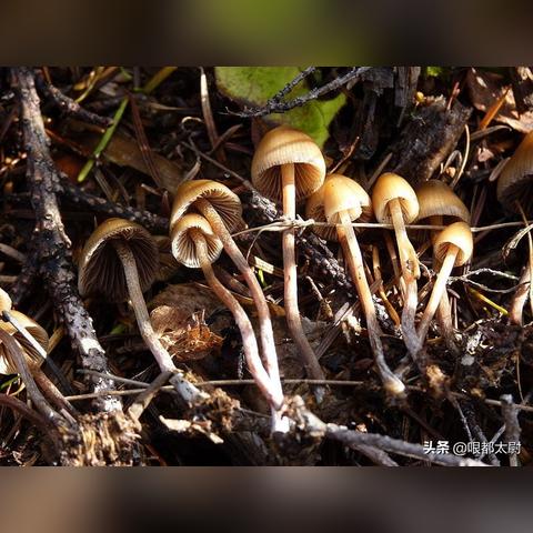 《《饥荒》独家秘籍：四季Boss攻略+实用食谱大揭秘》