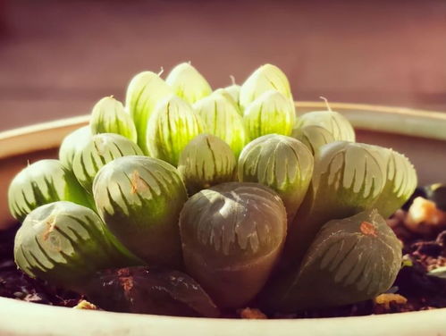 《揭秘!全死亡Ghost视频攻略,掌握位置制胜技巧》 《揭秘!全死亡Ghost视频攻略,掌握位置制胜技巧》