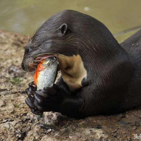 《饿狼传说》群狼之城联动MV：揭秘神秘狼族秘境！