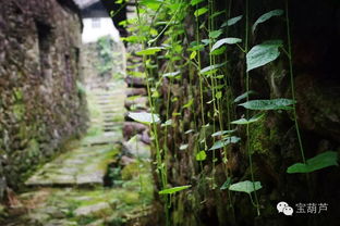 《探秘沙石镇:猫眼石富矿与神秘鸟窝,揭秘不为人知的宝藏之地》 《探秘沙石镇:猫眼石富矿与神秘鸟窝,揭秘不为人知的宝藏之地》