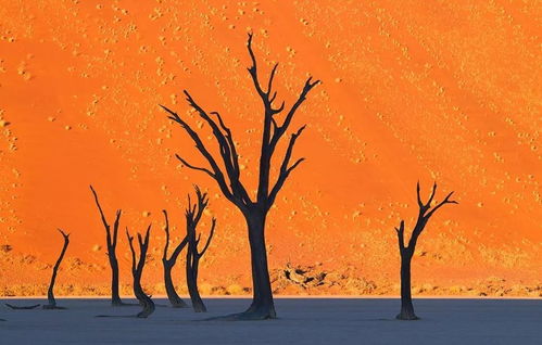 《使命召唤14》纪念品大揭秘!全收藏攻略曝光,速来一探究竟! 《使命召唤14》纪念品大揭秘!全收藏攻略曝光,速来一探究竟!