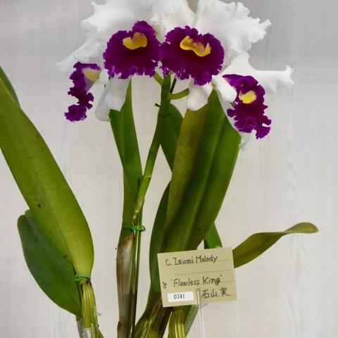 《幻塔》King攻略揭秘:一图流玩法深度解析! 《幻塔》King攻略揭秘:一图流玩法深度解析!