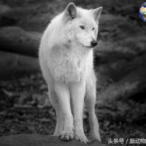 《逆水寒》宗师级柳小听BOSS挑战攻略:黑狼白狼战法揭秘! 《逆水寒》宗师级柳小听BOSS挑战攻略:黑狼白狼战法揭秘!