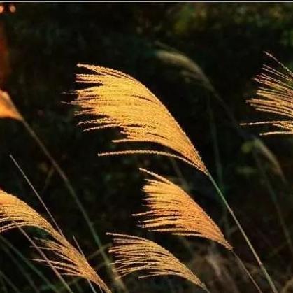 《探秘落叶地:光与影33号队全攻略揭秘》 《探秘落叶地:光与影33号队全攻略揭秘》