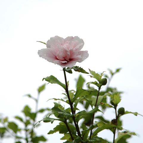 《揭秘无垠大陆:木叶灵神秘位置大揭秘!》 《揭秘无垠大陆:木叶灵神秘位置大揭秘!》