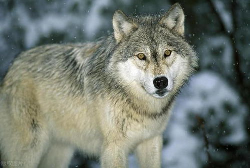 《饿狼传说》群狼之城：金东焕揭秘，狼群崛起背后的秘密！