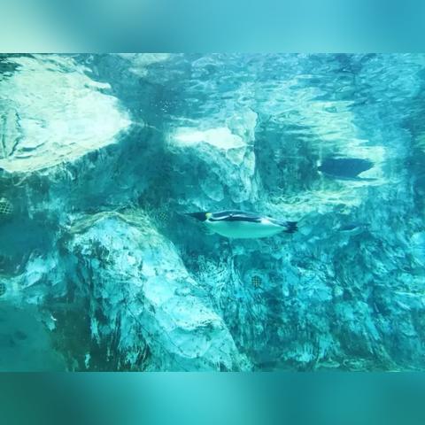 《口袋妖怪日月》高效孵蛋技巧！揭秘生蛋道具与刷努力值攻略！