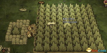 《饥荒》新手必看！开局陷阱食物攻略，揭秘生存技巧大揭秘