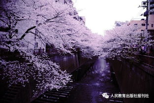 探寻樱花鱼王神秘踪迹：揭秘隐藏之地！