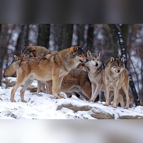 《饿狼传说群狼之城》SB19联手,揭秘MV背后惊心动魄的秘密! 《饿狼传说群狼之城》SB19联手,揭秘MV背后惊心动魄的秘密!