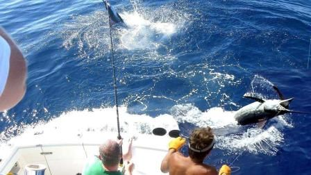 《神秘海域探秘!揭秘冻结金枪鱼钓点》 《神秘海域探秘!揭秘冻结金枪鱼钓点》