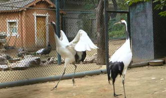 《 Nation Z》肉鸽RPG：揭秘神秘动作世界，探秘未知！