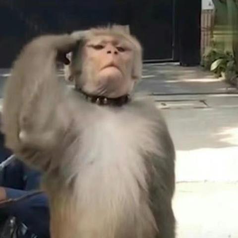 《捉猴啦！猴子爱作战》深度攻略：独家图文流程揭秘！