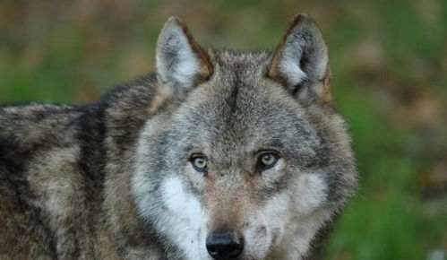 《饿狼传说》群狼之城珍妮特高伤连段揭秘!实战技巧大公开 《饿狼传说》群狼之城珍妮特高伤连段揭秘!实战技巧大公开