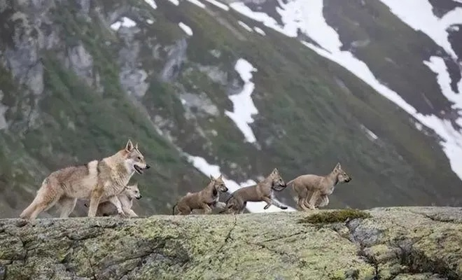 《狼行秘境:第四章深度攻略,揭秘狼群生存法则!》 《狼行秘境:第四章深度攻略,揭秘狼群生存法则!》