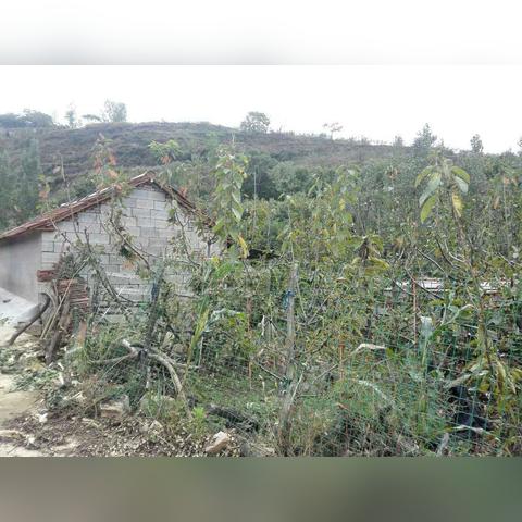 《幻想生活i作物种植秘籍,揭秘神秘种植宝典!》 《幻想生活i作物种植秘籍,揭秘神秘种植宝典!》