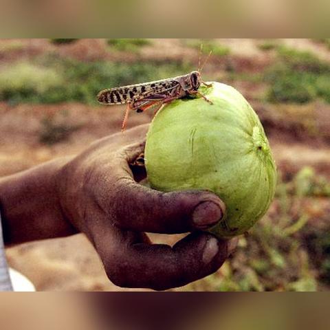 《千年狐生存秘籍大揭秘!《饥荒》生存战报独家解析》 《千年狐生存秘籍大揭秘!《饥荒》生存战报独家解析》