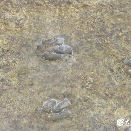 《全境封锁》1.2版本大揭秘:独家探秘新内容! 《全境封锁》1.2版本大揭秘:独家探秘新内容!