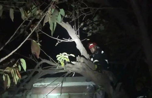 《艾尔登法环雨夜奇遇：揭秘黑夜君临送死流独门秘籍》