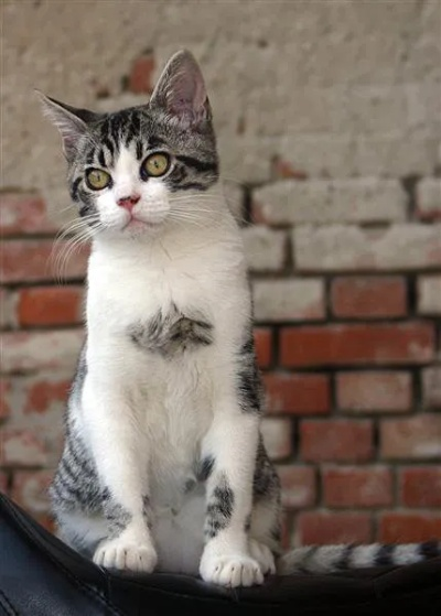 剑星猫咪探秘：十张萌态照片大公开