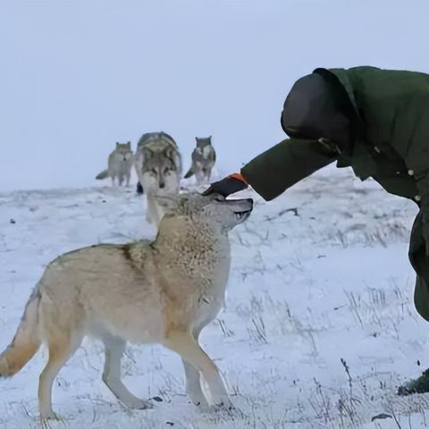 《饿狼传说》群狼之城:堕落洛克受身限定,独家分享! 《饿狼传说》群狼之城:堕落洛克受身限定,独家分享!