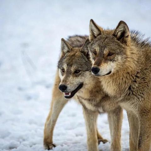 《饿狼传说》群狼之城:堕落洛克受身限定,独家分享! 《饿狼传说》群狼之城:堕落洛克受身限定,独家分享!