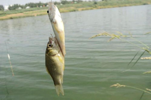 《CastnChill》钓鱼达人必看：全鱼类钓点地图大揭秘