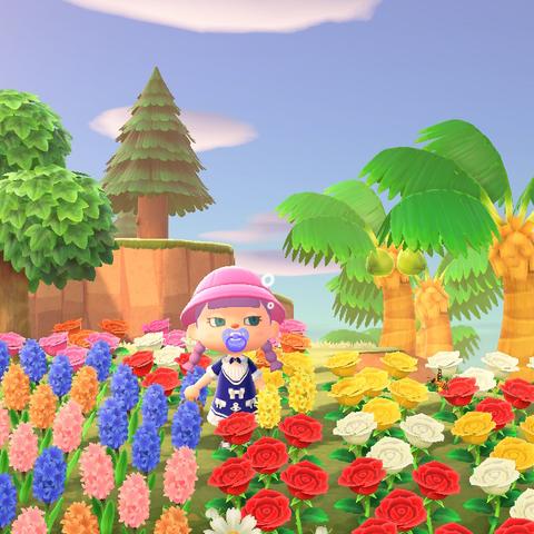 《动物森友会》花卉杂交布局攻略:打造完美花园秘籍 《动物森友会》花卉杂交布局攻略:打造完美花园秘籍