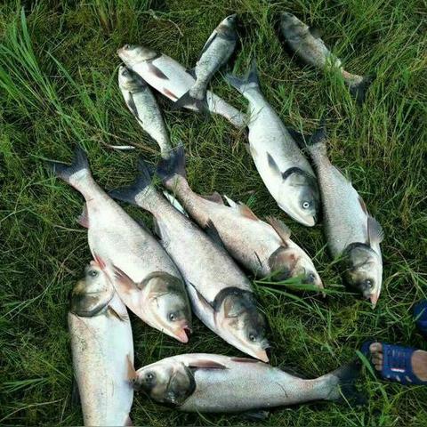 《死亡搁浅2》兔田佩克拉：神秘数据科学家藏身之谜