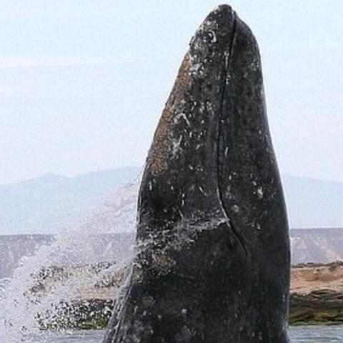 《死亡搁浅2》墨西哥攻略：高效返回墨西哥秘籍