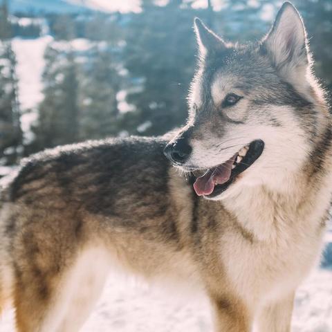 《饿狼传说群狼之城》SCS2025第四周精彩瞬间大盘点