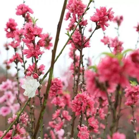 银与绯T0阵容盘点：最强流派阵容推荐