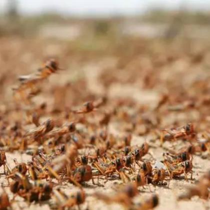 《动物栏》青蛙空之绿洲联动：探索神秘绿洲，开启奇幻牧场之旅