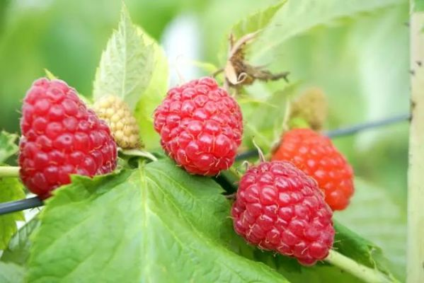 《PEAK》揭秘：哪些树莓颜色可食用？解锁神秘果实！