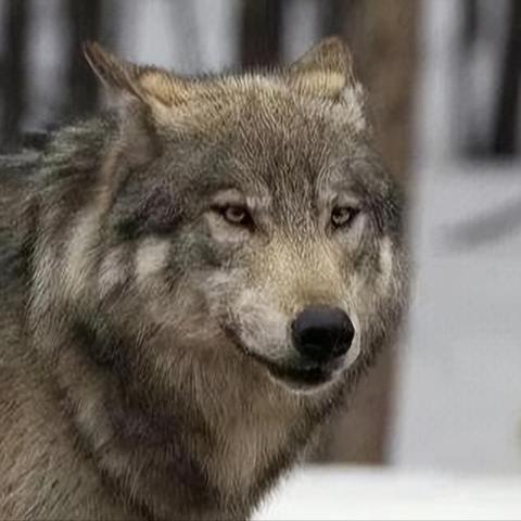 《C罗7.6割连段!《饿狼传说群狼之城》极限操作揭秘》 《C罗7.6割连段!《饿狼传说群狼之城》极限操作揭秘》