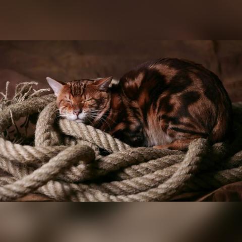 《喵星赛车秘籍:新手必看攻略+车辆数据全解析》 《喵星赛车秘籍:新手必看攻略+车辆数据全解析》