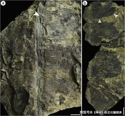 《明末渊虚之羽》探秘:摩崖像神龛隐藏路线大揭秘 《明末渊虚之羽》探秘:摩崖像神龛隐藏路线大揭秘