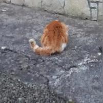 《王之凝视》升级移除攻略：轻松还原原版玩法