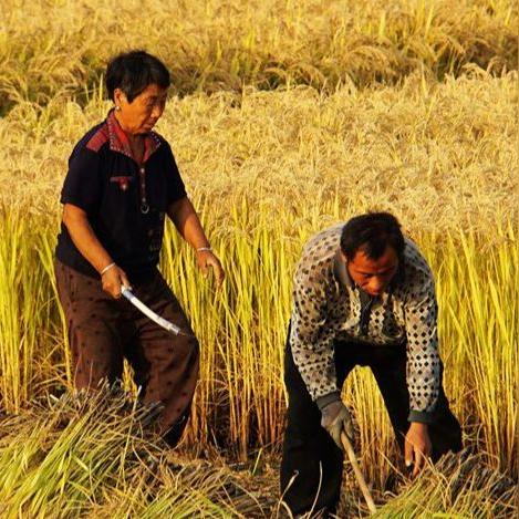 《希望OL》立秋领礼盒：秋老虎来袭，福利大放送！