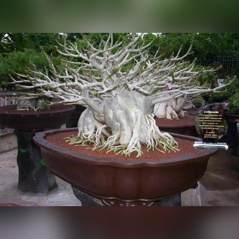 《红色沙漠》延期至2026年:新发售日期揭晓! 《红色沙漠》延期至2026年:新发售日期揭晓!