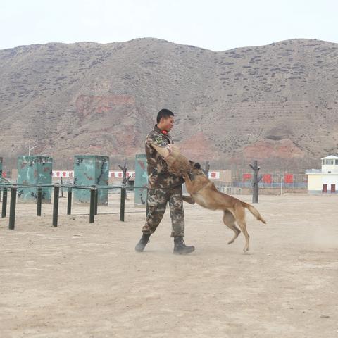 《洛奇》跳跃冒险：萌翻全球，跳向胜利！