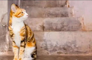 广州民宿猫咪侍寝爆火!700+顾客体验,旺季房价千余元抢手! 广州民宿猫咪侍寝爆火!700+顾客体验,旺季房价千余元抢手!