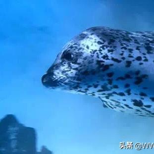 《探索蔚蓝星球:新手必看生存指南》 《探索蔚蓝星球:新手必看生存指南》